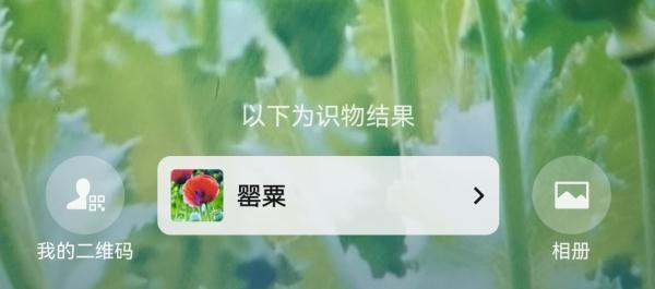 罂粟“撞脸”蔬菜真的分不清？攻略奉上！