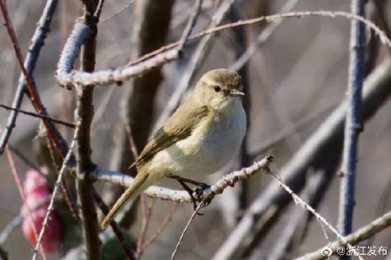 可爱极了！浙江台州迎来龙年首个新鸟种记录
