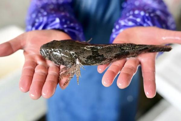 苏州人的春天“第一鲜”来了！