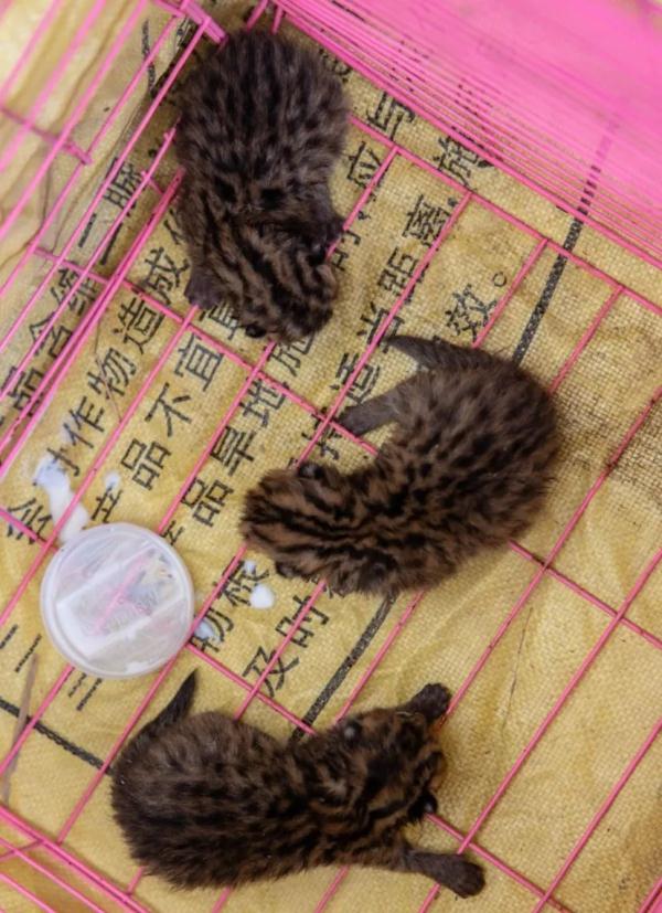 萌翻了!柳州动物园又“捡”到3只吃奶“小神兽” 萌翻了!柳州动物园又“捡”到3只吃奶“小神兽”