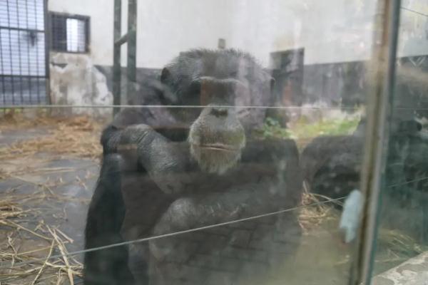 超暖心！长沙生态动物园防寒保暖出绝招：地暖、浴霸、大棉被……