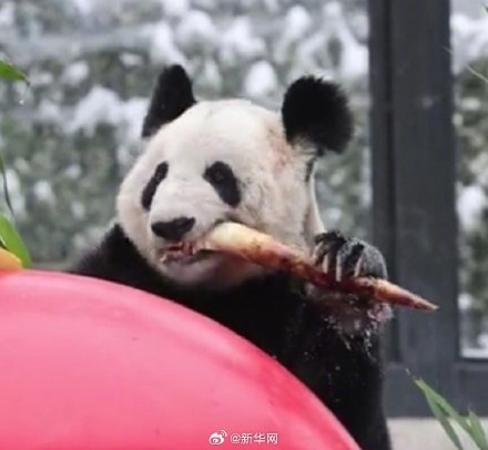 丫丫像还没下锅就露馅了的汤圆