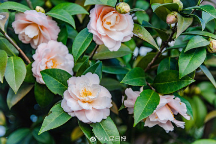 江西赣州山茶花盛开