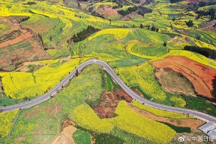 春日气息！云南油菜花海有多美