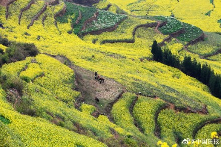 春日气息！云南油菜花海有多美