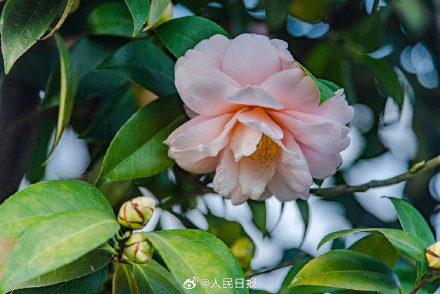 江西赣州山茶花盛开