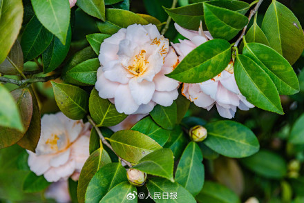 江西赣州山茶花盛开