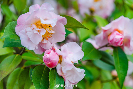 江西赣州山茶花盛开