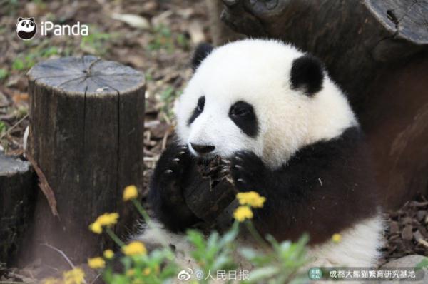 大熊猫“花花”被遗忘在外场，官方通报：已解雇饲养员