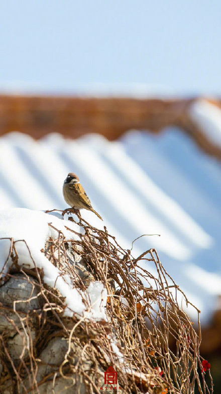 春雪消融之际的故宫惊艳了岁月