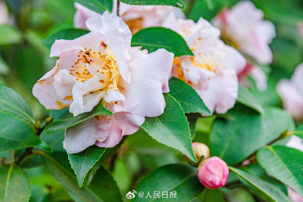 江西赣州山茶花盛开