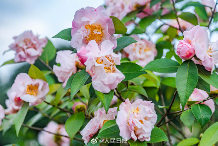 江西赣州山茶花盛开