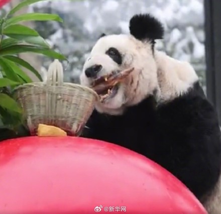 丫丫像还没下锅就露馅了的汤圆