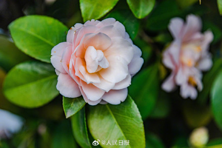 江西赣州山茶花盛开