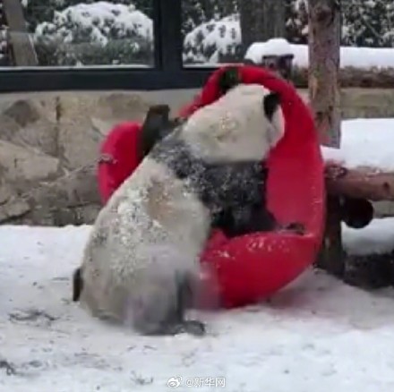 丫丫像还没下锅就露馅了的汤圆