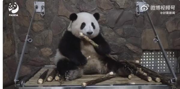 大熊猫花花除夕夜被遗忘外场，开除饲养员处罚过重？网友吵翻……