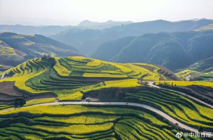 春日气息！云南油菜花海有多美