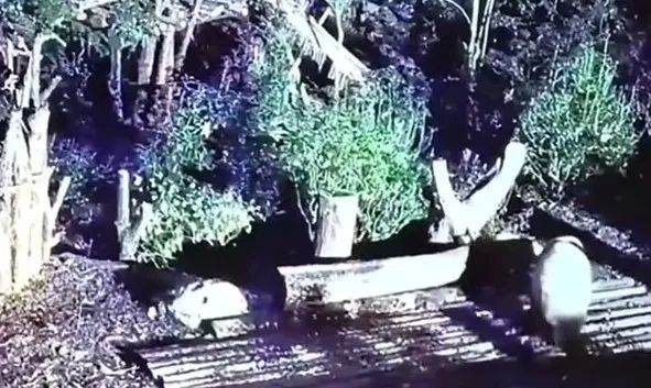 大熊猫花花被遗忘在外场，当班饲养员已被解雇