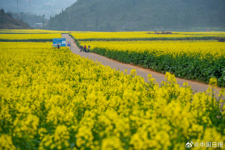 春日气息！云南油菜花海有多美