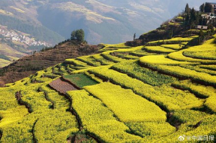 春日气息！云南油菜花海有多美