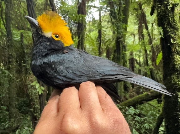 美媒:被外界认为灭绝20年,濒危小鸟现身刚果(金) 美媒:被外界认为灭绝20年,濒危小鸟现身刚果(金)