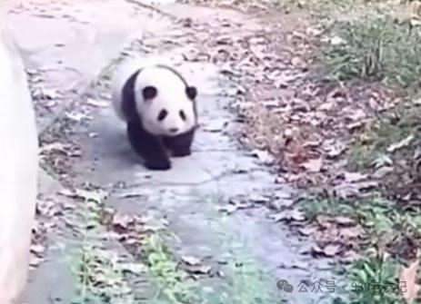 开除饲养员处罚过重？花花除夕夜被遗忘外场，网友这样说……