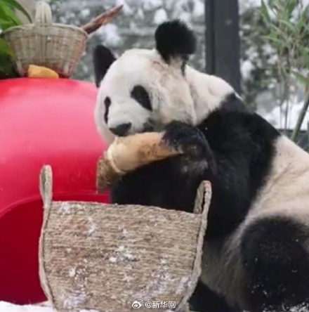 丫丫像还没下锅就露馅了的汤圆