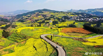 春日气息！云南油菜花海有多美