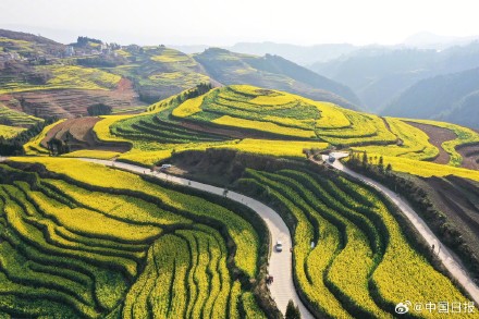 春日气息！云南油菜花海有多美