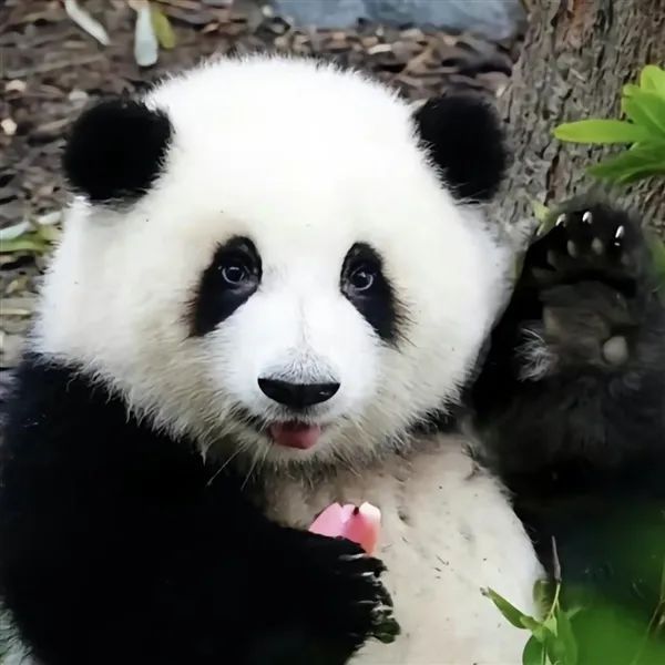 热搜第一！顶流都能被忘？最新回应