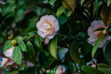 江西赣州山茶花盛开