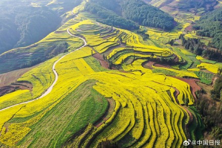 春日气息！云南油菜花海有多美