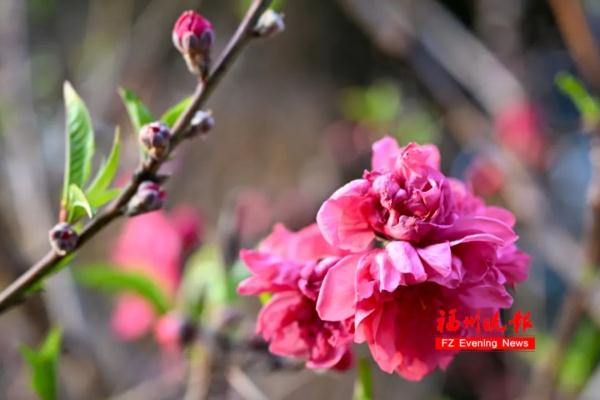 太美了!福州这里“繁花”盛开 太美了!福州这里“繁花”盛开