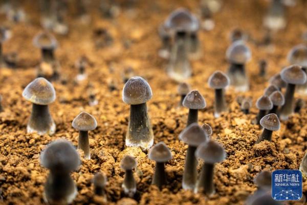 新春走基层|湖南古丈：食用菌产业助力乡村振兴