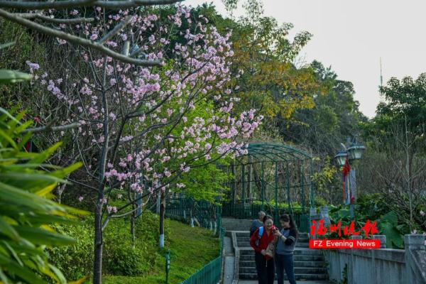 太美了!福州这里“繁花”盛开 太美了!福州这里“繁花”盛开