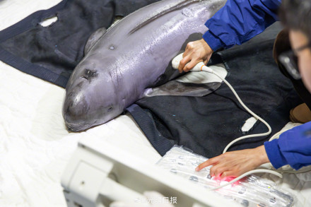 南京豚妹康复日记：如何救治伤病长江江豚？
