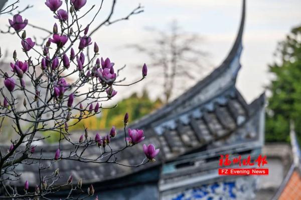 太美了!福州这里“繁花”盛开 太美了!福州这里“繁花”盛开