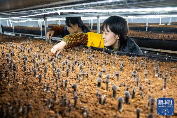 新春走基层|湖南古丈：食用菌产业助力乡村振兴