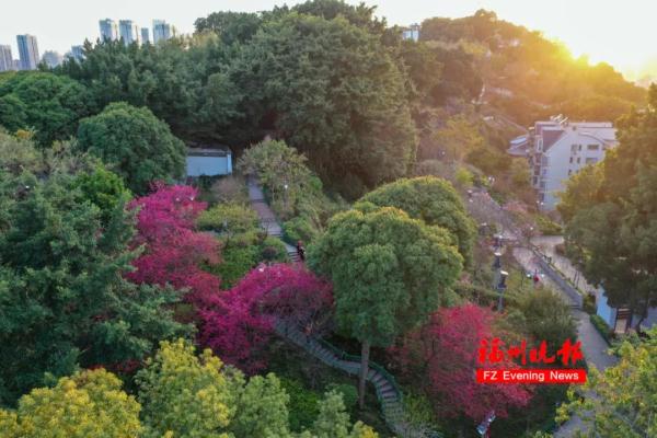 太美了!福州这里“繁花”盛开 太美了!福州这里“繁花”盛开
