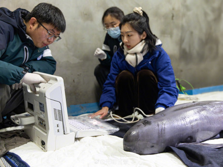南京豚妹康复日记：如何救治伤病长江江豚？