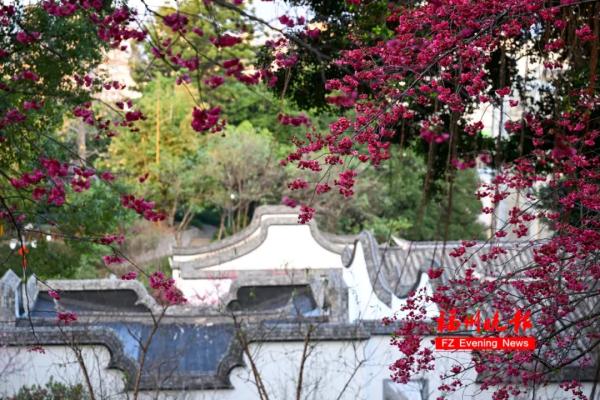 太美了!福州这里“繁花”盛开 太美了!福州这里“繁花”盛开