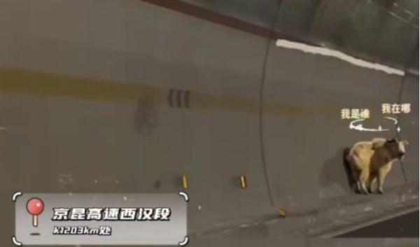 哈哈~一级保护动物闯入西汉高速,巡查员无障碍交流劝离 哈哈~一级保护动物闯入西汉高速,巡查员无障碍交流劝离