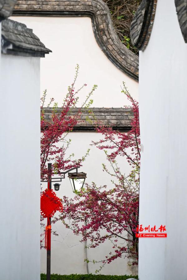 太美了!福州这里“繁花”盛开 太美了!福州这里“繁花”盛开