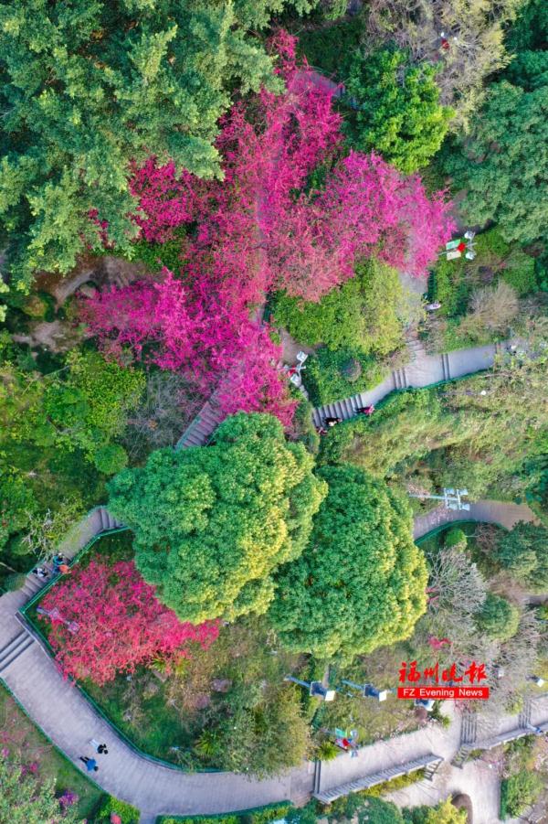 太美了!福州这里“繁花”盛开 太美了!福州这里“繁花”盛开