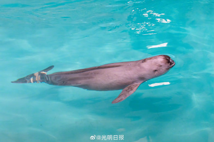 南京豚妹康复日记：如何救治伤病长江江豚？