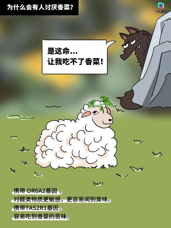 对不吃香菜的人，请尊重、理解、祝福