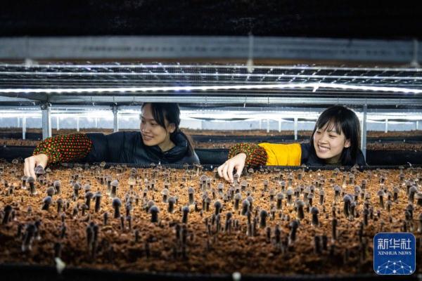 新春走基层|湖南古丈：食用菌产业助力乡村振兴