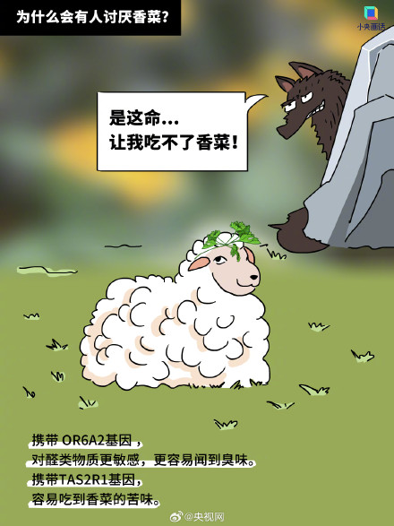 讨厌香菜是有原因的,香菜有股臭虫味不是错觉 讨厌香菜是有原因的,香菜有股臭虫味不是错觉