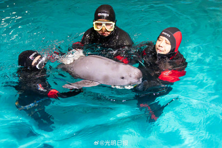 南京豚妹康复日记：如何救治伤病长江江豚？