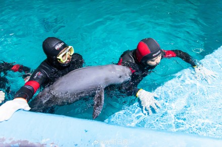 南京豚妹康复日记：如何救治伤病长江江豚？